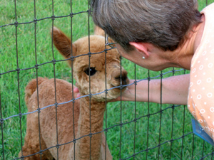 Educating about the Integrity of Creation as a goal of SHALOM. Sister Genevieve Cassani, SSND consults a wide-eyed alpaca.