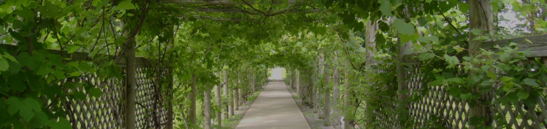 Grape arbor located at Notre Dame of Elm Grove, Elm Grove, Wisconsin