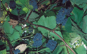 The image of an old, carefully pruned grapevine portrays strength to me. I have seen such a gnarled grapevine planted near the Milwaukee motherhouse in Elm Grove , Wisconsin . The American foundress of the School Sisters of Notre Dame, Mother Caroline Freiss, requested that a grape arbor be planted there in 1886 just six years before her death in 1892. And the grape vine she had planted continues to grow.