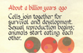 About a billion years ago: Cells join together for survival and development. Sexual reproduction begins; animals start eating each other.