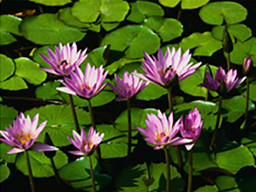 Lilly pads